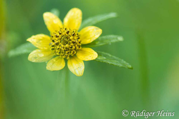 Nickender Zweizahn (Bidens cernua), 19.9.2022 - Makroobjektiv 100mm f/2.8