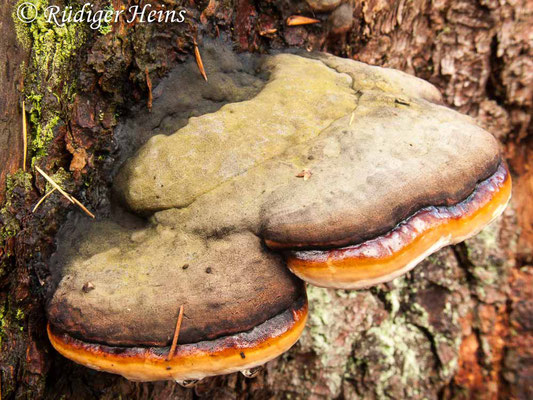 Fomitopsis pinicola (Rotrandiger Baumschwamm), 11.11.2012