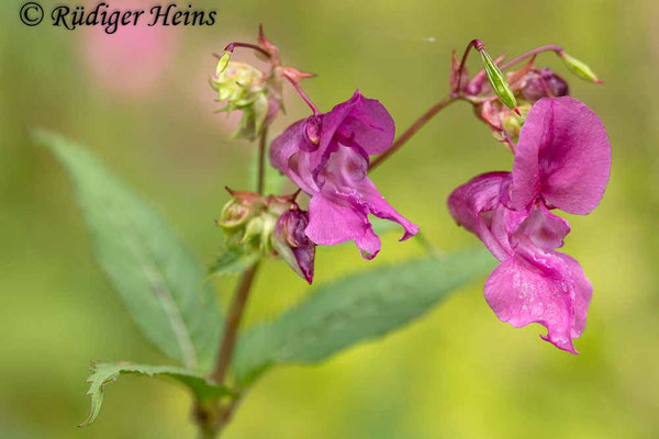 Impatiens glandulifera (Drüsiges Springkraut), 27.8.2023