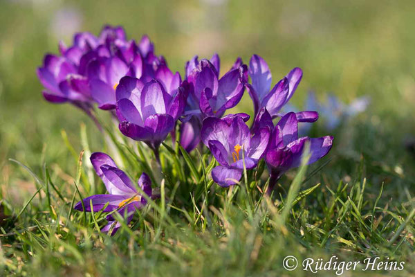 Krokusse im Jenischpark, 9.3.2025 - Makroobjektiv 100mm f/2.8
