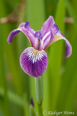 Iris sibirica (Sibirische Schwertlilie), 4.6.2006