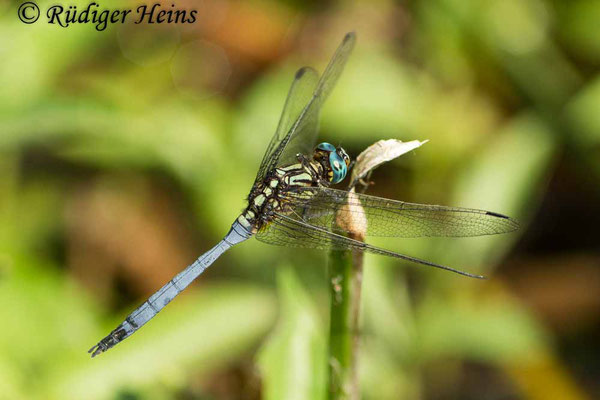 Orthetrum julia falsum (Julia Blaupfeil) Männchen, 29.1.2019