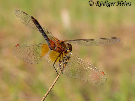 Sympetrum flaveolum (Gefleckte Heidelibelle) Männchen, 7.8.2018