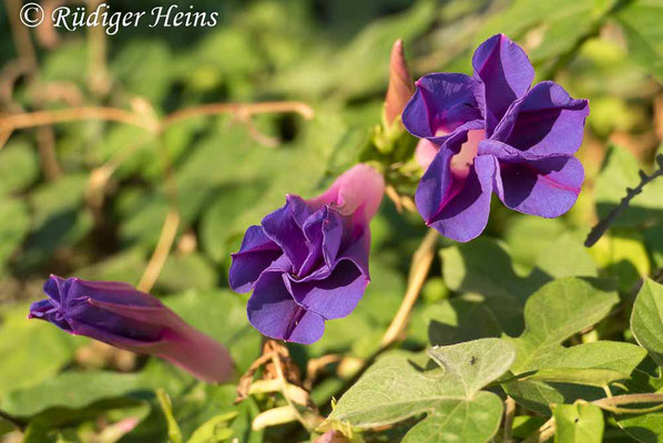 Purpur-Prunkwinde (Ipomoea purpurea), 12.7.2022 - Panasonic DMC-FZ 1000