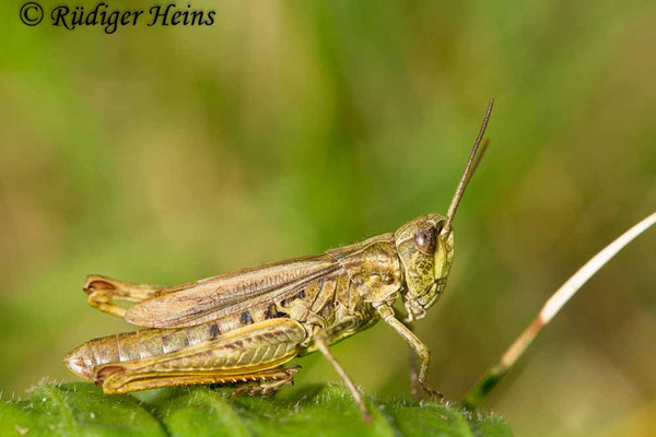 Chorthippus apricarius (Feldgrashüpfer) Weibchen, 23.9.2017