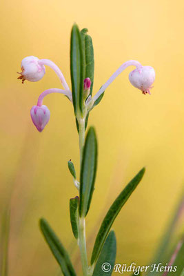 Andromeda polifolia, Rosmarinheide