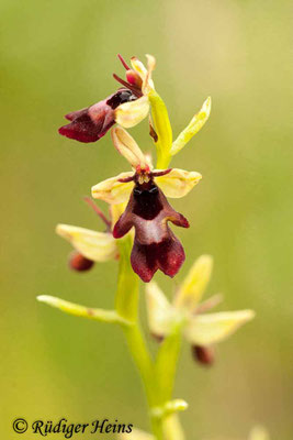 Ophrys insectifera (Fliegen-Ragwurz), 17.6.2012