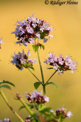 Origanum vulgare (Echter Dost), 9.8.2017