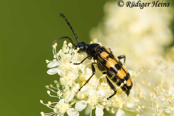 Leptura quadrifasciata (Vierbindiger Schmalbock), 27.7.2018