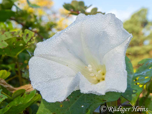 Calystegia sepium (Echte Zaunwinde), 20.9.2020