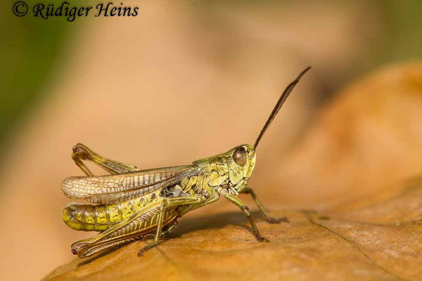 Chorthippus apricarius (Feldgrashüpfer) Männchen, 23.9.2017