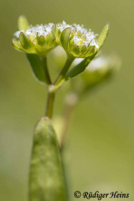 Valerianella locusta (Gewöhnlicher Feldsalat), 3.5.2023