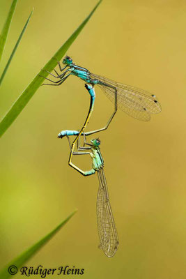 Ischnura elegans (Große Pechlibelle) Paarung, 18.7.2016