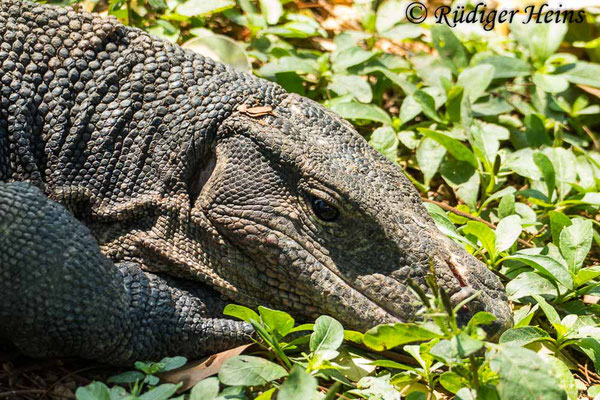 Bindenwaran (Varanus salvator), 25.01.2023 - Panasonic DMC-FZ 1000