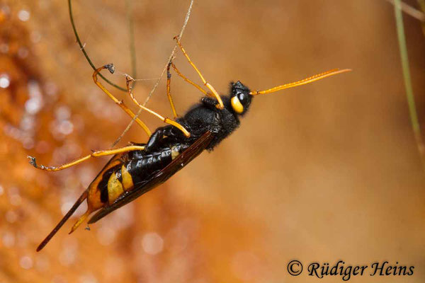 Urocerus gigas (Riesenholzwespe), 16.6.2019