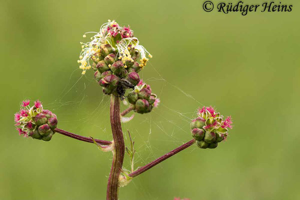 Sanguisorba minor (Kleiner Wiesenknopf), 10.5.2020