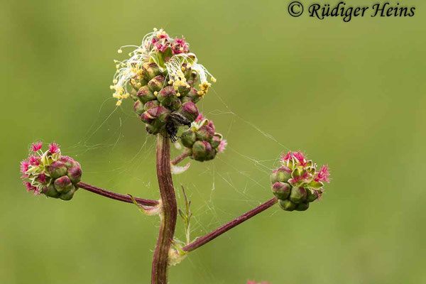 Sanguisorba minor (Kleiner Wiesenknopf)