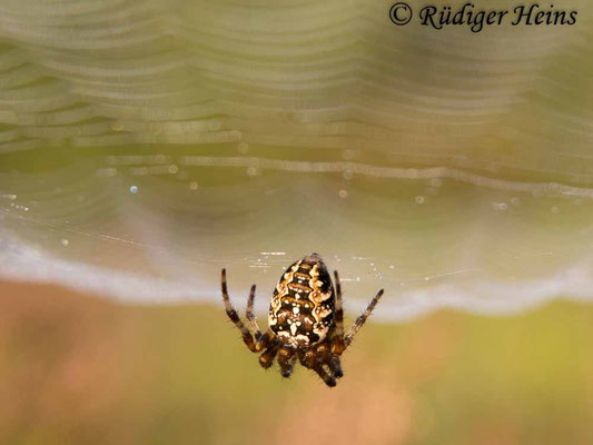 Araneus diadematus (Gartenkreuzspinne)