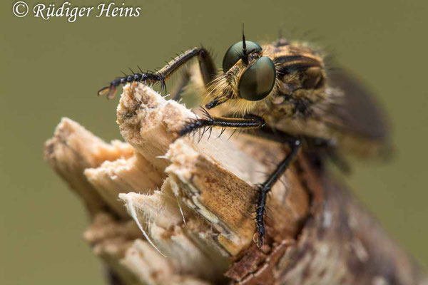 Eutolmus rufibarbis (Barbarossa-Fliege) Weibchen,  20.7.2020