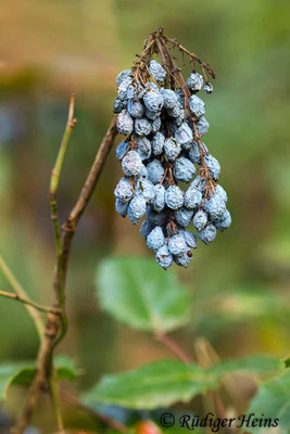 Mahonia aquifolium (Gewöhnliche Mahonie), 12.10.2020