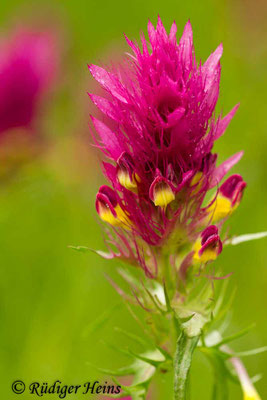 Melampyrum cristatum (Kamm-Wachtelweizen), 16.6.2012