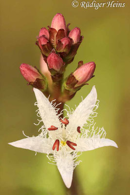 Menyanthes trifoliata (Fieberklee)