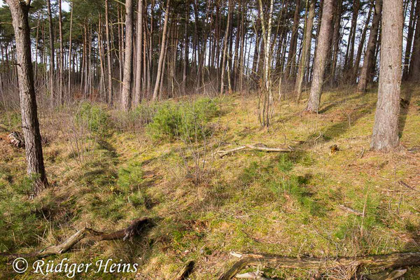 Südexponierter, lückiger Kiefernwald, 11.1.2024 - Weitwinkelzoom 16-35mm f/4