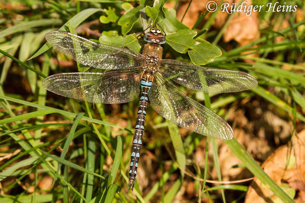 Aeshna mixta (Herbst-Mosaikjungfer) Männchen, 4.11.2020