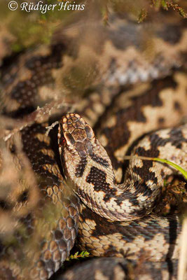 Vipera berus (Kreuzotter) Männchen, 25.3.2017