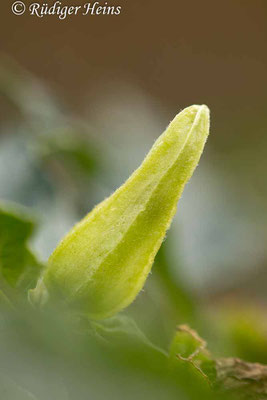 Datura stramonium (Weißer Stechapfel), 8.11.2022