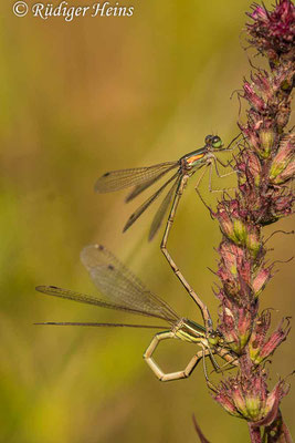 Lestes barbarus (Südliche Binsenjungfer) Eiablage, 21.8.2021 - Makroobjektiv 180mm f/3.5