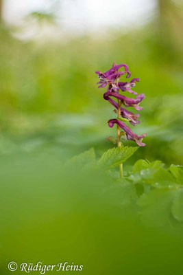 Hohler Lerchensporn (Corydalis cava), 26.4.2023 - Pentacolor 50mm f/1,8