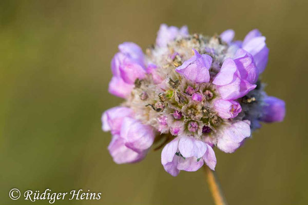 Armeria maritima (Strand-Grasnelke), 3.9.2025