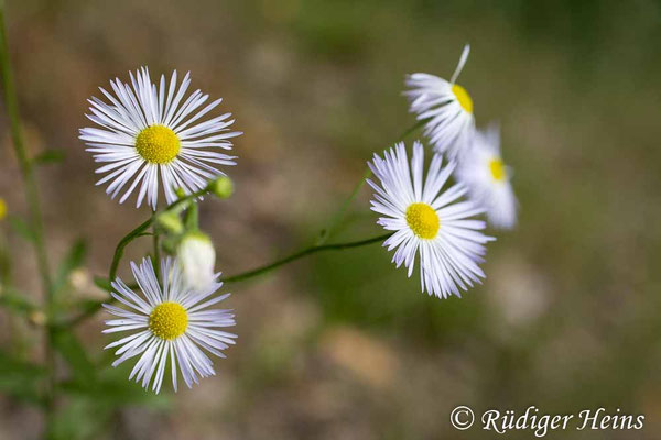 Erigeron annuus (Einjähriges Berufkraut), 5.8.2025