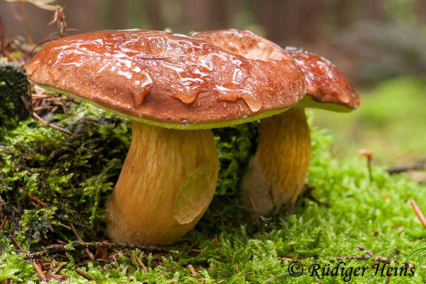 Xerocomus badius (Maronen-Röhrling), 25.9.2010