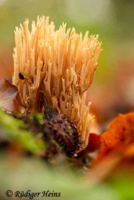 Korallenpilz (Ramaria sp.), 2.11.2019