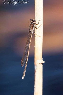 Sympecma fusca (Gemeine Winterlibelle) Männchen am Gewässerufer, 23.4.2020