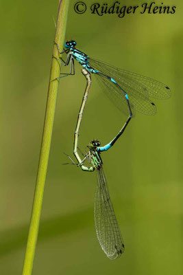 Coenagrion pulchellum (Fledermaus-Azurjungfer) Paarung, 5.6.2018