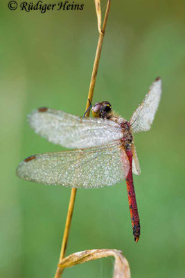 Sympetrum depressiusculum (Sumpf-Heidelibelle) Männchen, 26.9.2015