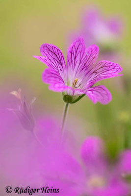 Geranium endressii (Basken-Storchschnabel), 27.6.2025