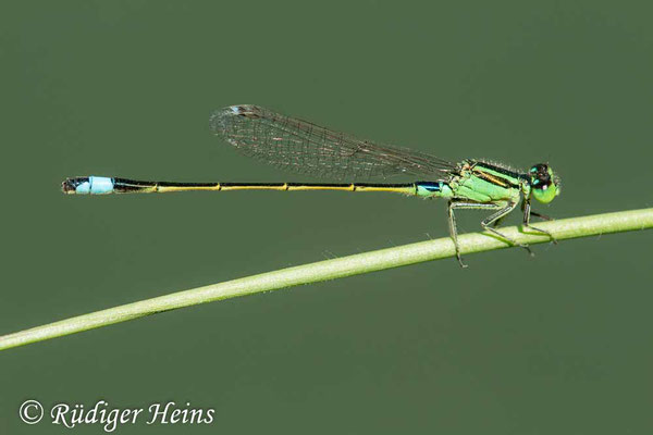 Ischnura senegalensis (Senegal-Pechlibelle) Männchen, 26.1.2023