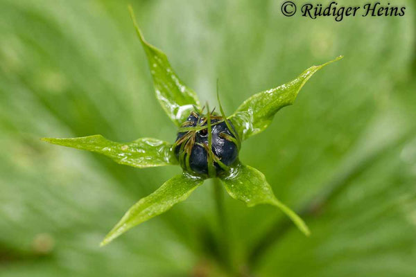 Paris quadrifolia (Vierblättrige Einbeere)