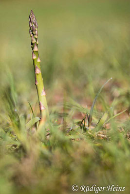 Asparagus officinalis (Weißer Spargel), 5.5.2020