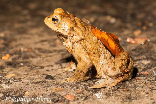 Bufo bufo (Erdkröte) Männchen, 16.3.2008