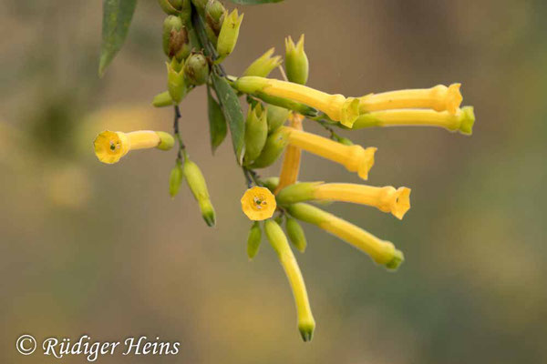 Nicotiana glauca (Blaugrüner Tabak), 17.5.2024