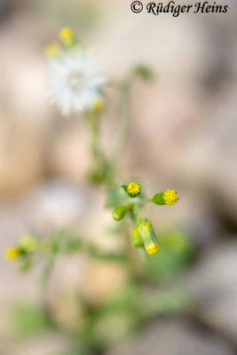 Senecio vulgaris (Gewöhnliches Greiskraut), 16.7.2025