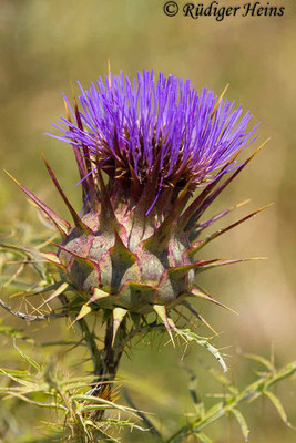 Cynara cardunculus (Wilde Artischocke), 20.6.2018