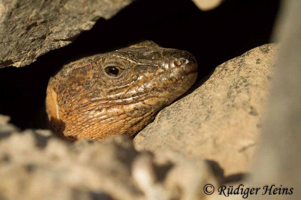 Gallotia stehlini (Gran-Canaria-Rieseneidechse) Männchen, 2.8.2015