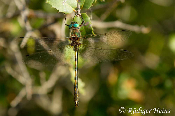 Oxygastra curtisii (Gekielter Flussfalke) Männchen, 19.6.2017