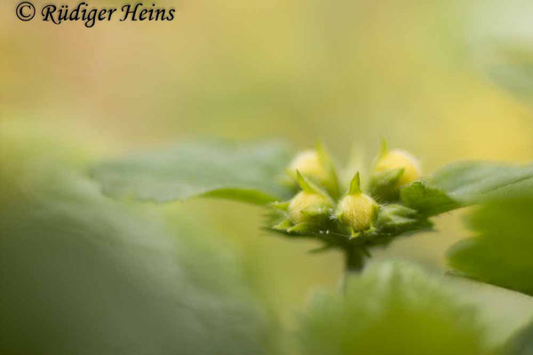 Lamium galeobdolon (Gewöhnliche Goldnessel), 24.4.2022
